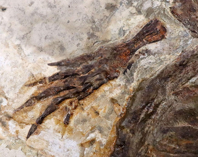 熱河層産の希少なオールドコレクション、淡水性の亀、マンチュロケリスの全身化石（その5）