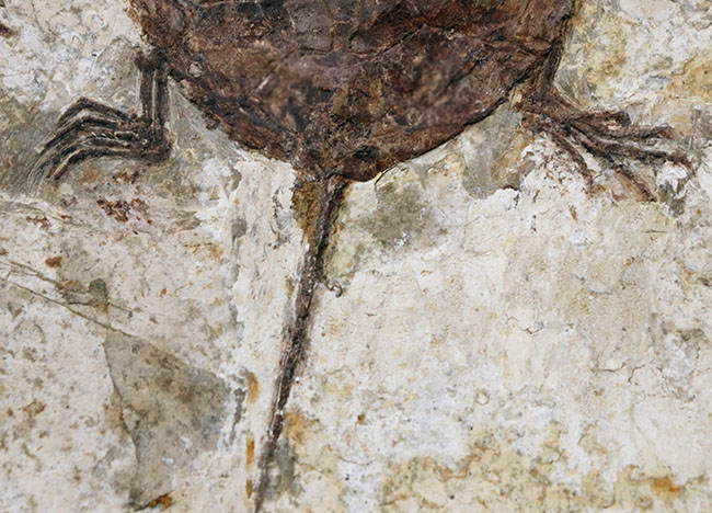 熱河層産の希少なオールドコレクション、淡水性の亀、マンチュロケリスの全身化石(その7)
