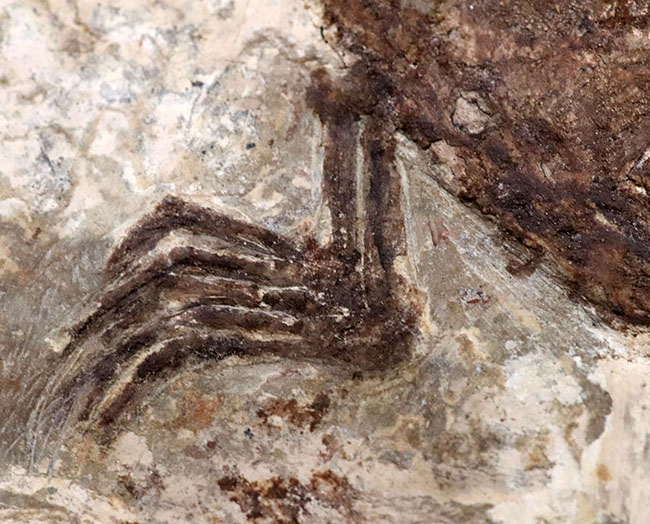 入手不可能❣1970年代チェルシー石膏人形 CT70 STONE MAUVE ハイカット A00749C - Kanverse.kr