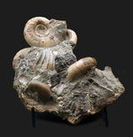 両面展示できます！専用スタンド付き。北海道アンモナイト、ゴードリセラス（Gaudryceras）の群集化石