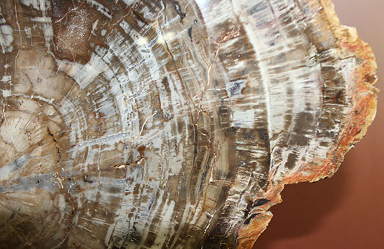 中央にラウンド状の窪みあり。高級感漂う古生代ペルム紀の木の幹の化石（珪化木）。（その12）
