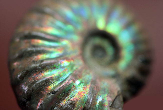 プレゼントにいかが?古代の海からタイムスリップ!極彩色の世界!美しい遊色アンモナイト(その11)