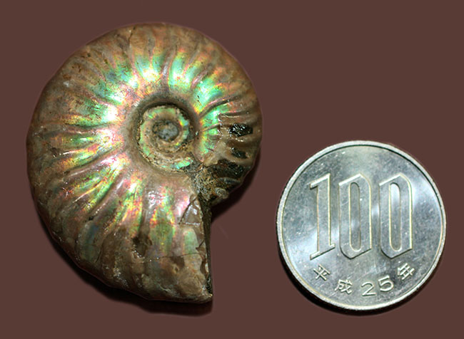 プレゼントにいかが?古代の海からタイムスリップ!極彩色の世界!美しい遊色アンモナイト(その12)
