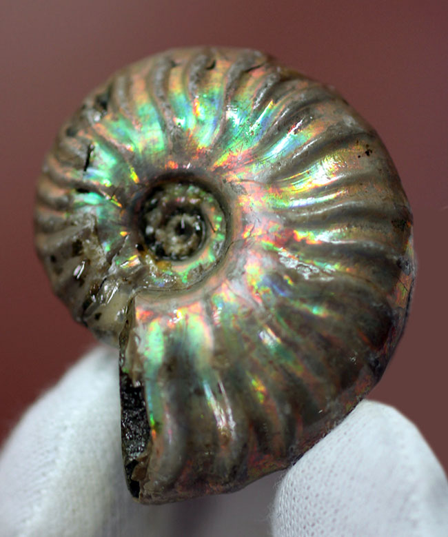プレゼントにいかが?古代の海からタイムスリップ!極彩色の世界!美しい遊色アンモナイト(その2)