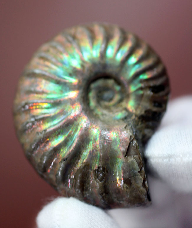プレゼントにいかが?古代の海からタイムスリップ!極彩色の世界!美しい遊色アンモナイト(その3)