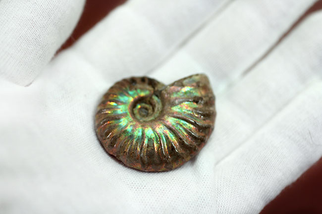 プレゼントにいかが?古代の海からタイムスリップ!極彩色の世界!美しい遊色アンモナイト(その5)