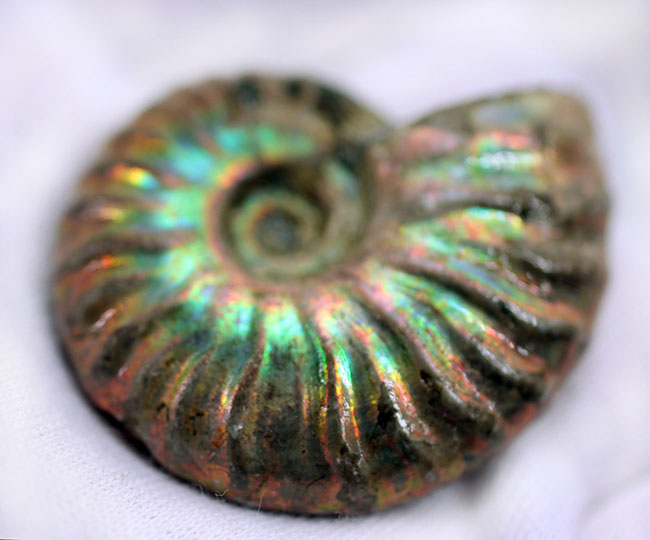 プレゼントにいかが?古代の海からタイムスリップ!極彩色の世界!美しい遊色アンモナイト(その6)