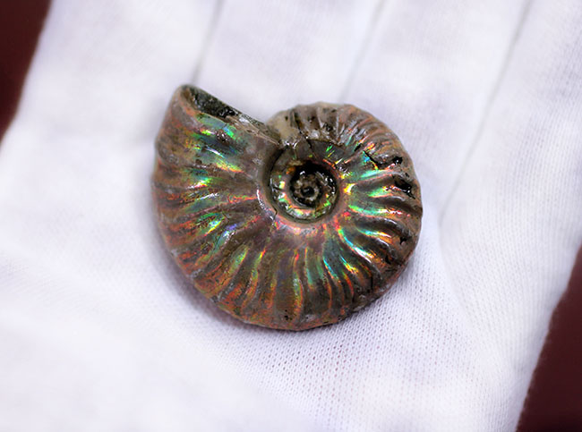 プレゼントにいかが?古代の海からタイムスリップ!極彩色の世界!美しい遊色アンモナイト(その7)