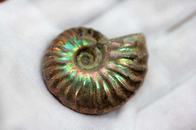 プレゼントにいかが?古代の海からタイムスリップ!極彩色の世界!美しい遊色アンモナイト(その8)