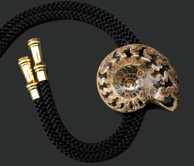 化石コレクターのおしゃれにピッタリのアイテム！美しい縫合線が見られる、アンモナイト（Ammonite）を使ったボウタイ（その1）