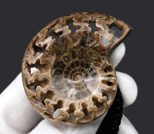 化石コレクターのおしゃれにピッタリのアイテム！美しい縫合線が見られる、アンモナイト（Ammonite）を使ったボウタイ（その2）