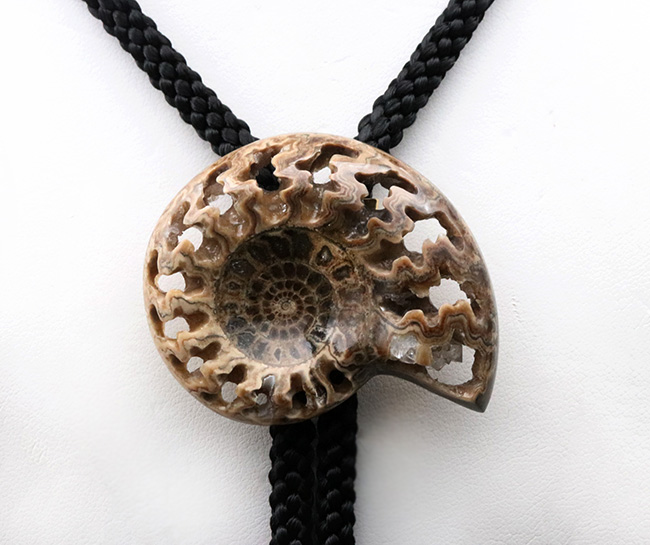 化石コレクターのおしゃれにピッタリのアイテム！美しい縫合線が見られる、アンモナイト（Ammonite）を使ったボウタイ（その5）