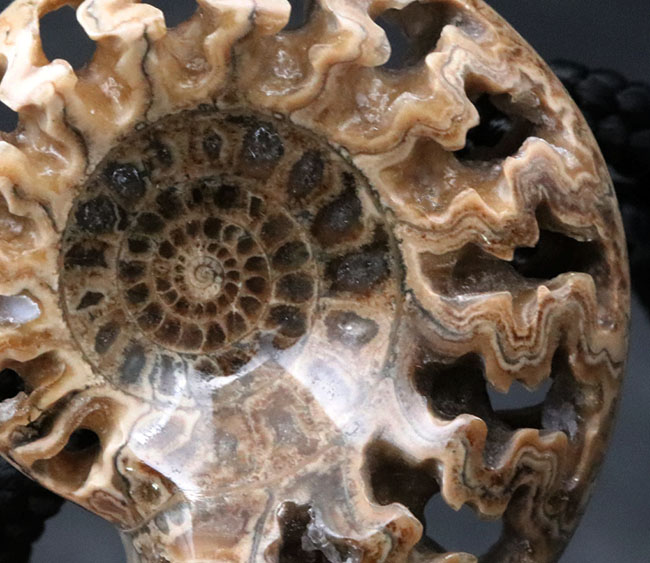 化石コレクターのおしゃれにピッタリのアイテム！美しい縫合線が見られる、アンモナイト（Ammonite）を使ったボウタイ（その6）