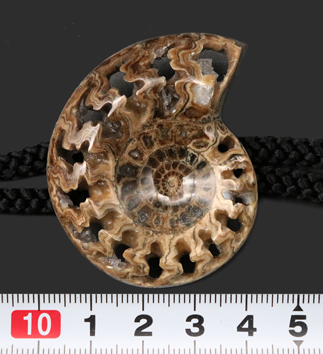 化石コレクターのおしゃれにピッタリのアイテム！美しい縫合線が見られる、アンモナイト（Ammonite）を使ったボウタイ（その7）