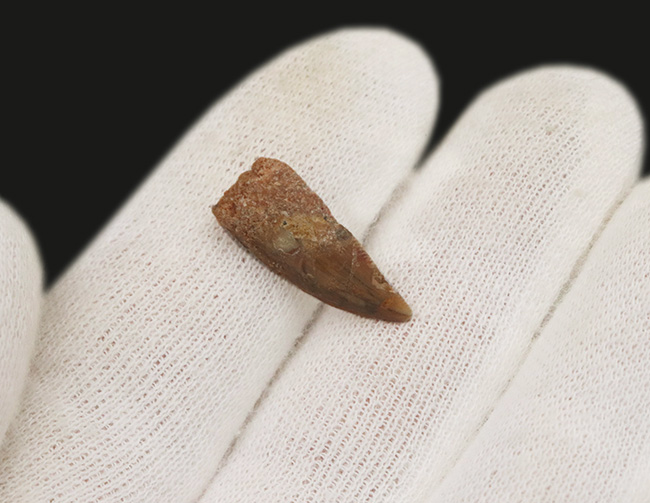 新生代　哺乳類　歯化石　モロッコ　極美麗 サメの歯化石 学名「Lanna Obliqua」 Khonibga, Morocco産 ｜石