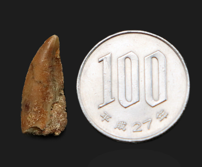 人気!モロッコ・ケムケム層から見つかった約1億年前のラプトル(小型獣脚類)の仲間の歯化石(その9)