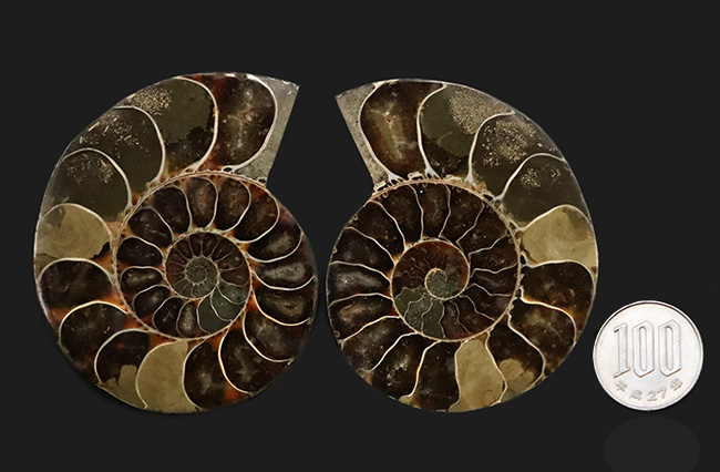 自然が創り出した渦巻状の美しいデザイン！白亜紀の進化型アンモナイト