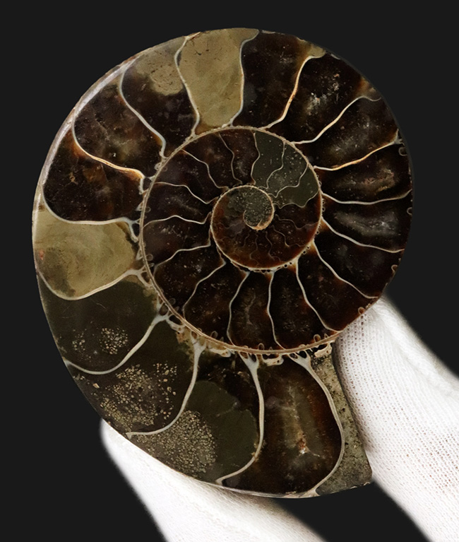 自然が創り出した渦巻状の美しいデザイン！白亜紀の進化型アンモナイト