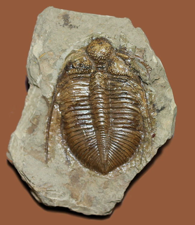 コロノセファルス（Coronocephalus sp.）という三葉虫の印象を一変させるほどの逸品。中国四川省産。