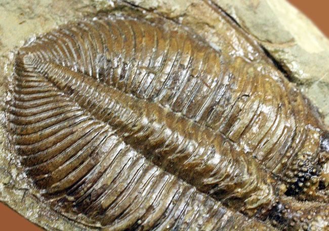 コロノセファルス(Coronocephalus sp.)という三葉虫の印象を一変させるほどの逸品。中国四川省産。(その10)