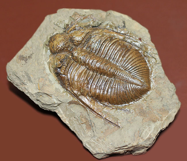 コロノセファルス（Coronocephalus sp.）という三葉虫の印象を一変させるほどの逸品。中国四川省産。（その11）