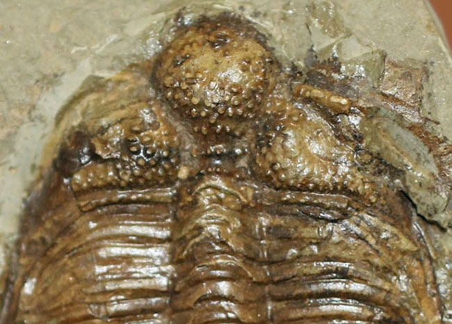 コロノセファルス(Coronocephalus sp.)という三葉虫の印象を一変させるほどの逸品。中国四川省産。(その2)