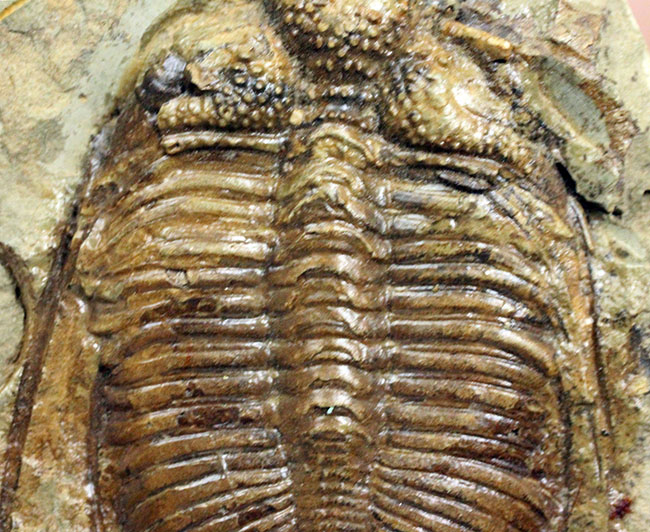 コロノセファルス(Coronocephalus sp.)という三葉虫の印象を一変させるほどの逸品。中国四川省産。(その3)