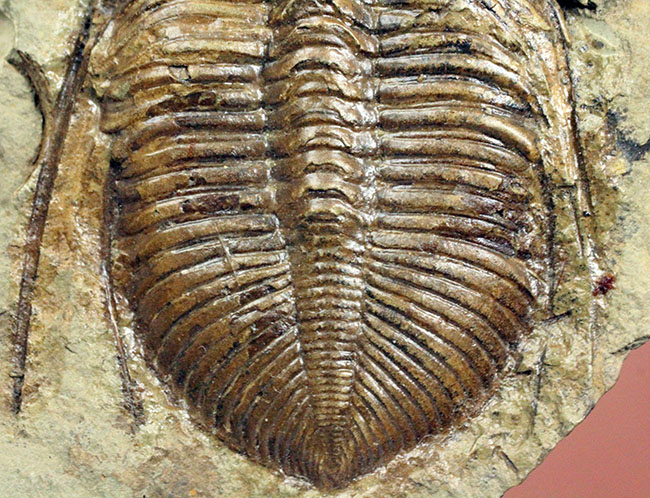 コロノセファルス(Coronocephalus sp.)という三葉虫の印象を一変させるほどの逸品。中国四川省産。(その4)