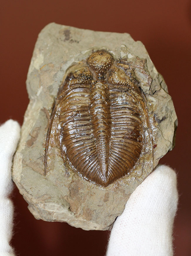 コロノセファルス(Coronocephalus sp.)という三葉虫の印象を一変させるほどの逸品。中国四川省産。(その5)
