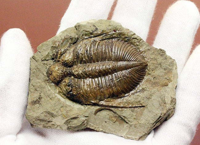 コロノセファルス(Coronocephalus sp.)という三葉虫の印象を一変させるほどの逸品。中国四川省産。(その6)