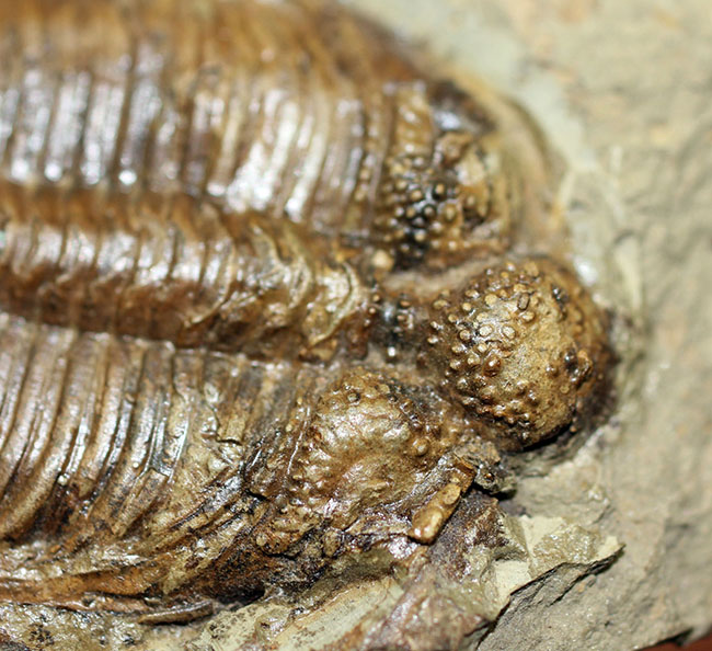 コロノセファルス(Coronocephalus sp.)という三葉虫の印象を一変させるほどの逸品。中国四川省産。(その8)
