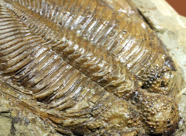 コロノセファルス(Coronocephalus sp.)という三葉虫の印象を一変させるほどの逸品。中国四川省産。(その9)