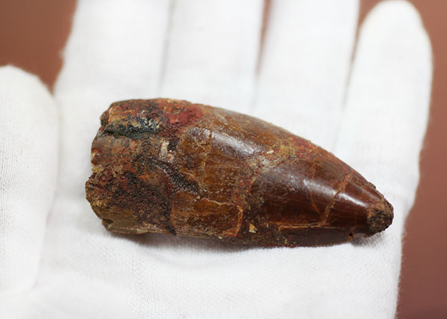 リーズナブルプライスにてご紹介!幅広い、太い!カルカロドントサウルス(Carcharodontosaurus)の歯化石(その10)