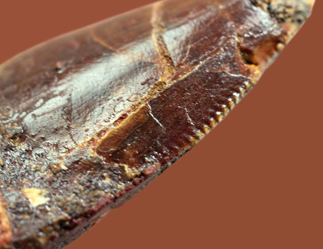 リーズナブルプライスにてご紹介!幅広い、太い!カルカロドントサウルス(Carcharodontosaurus)の歯化石(その11)
