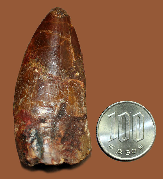 リーズナブルプライスにてご紹介!幅広い、太い!カルカロドントサウルス(Carcharodontosaurus)の歯化石(その13)