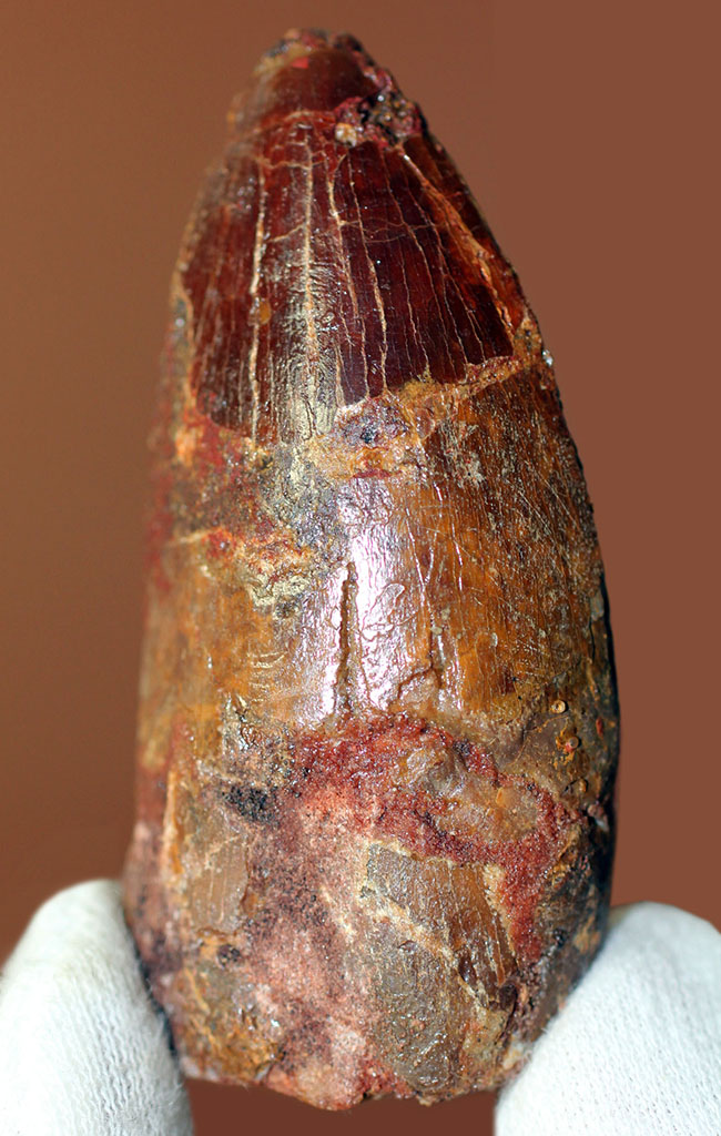 リーズナブルプライスにてご紹介!幅広い、太い!カルカロドントサウルス(Carcharodontosaurus)の歯化石(その2)