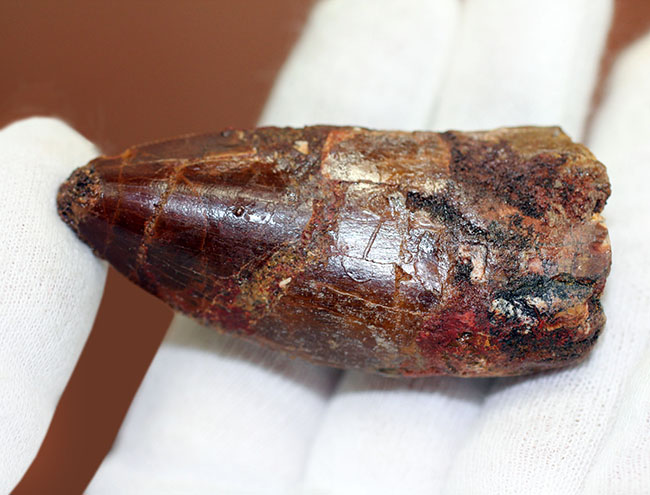 リーズナブルプライスにてご紹介!幅広い、太い!カルカロドントサウルス(Carcharodontosaurus)の歯化石(その4)
