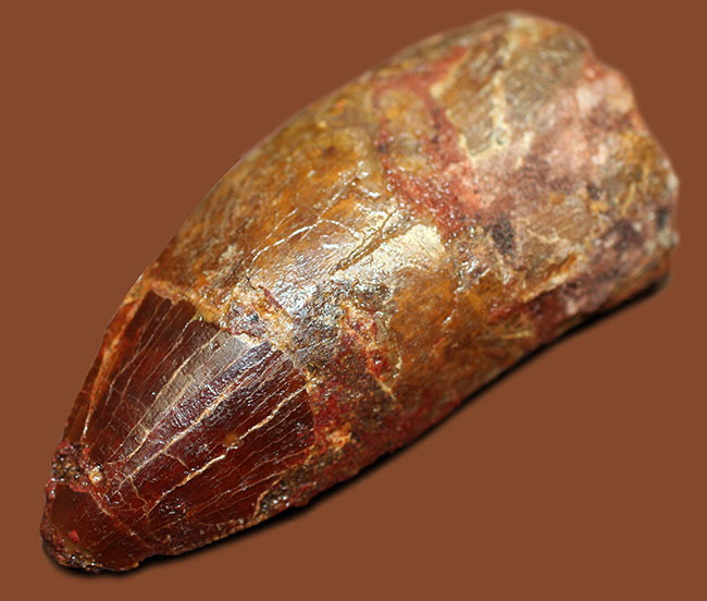 リーズナブルプライスにてご紹介!幅広い、太い!カルカロドントサウルス(Carcharodontosaurus)の歯化石(その5)