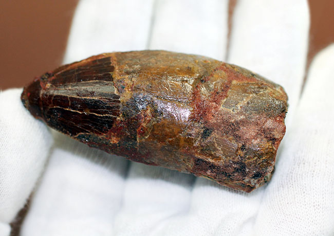 リーズナブルプライスにてご紹介!幅広い、太い!カルカロドントサウルス(Carcharodontosaurus)の歯化石(その6)