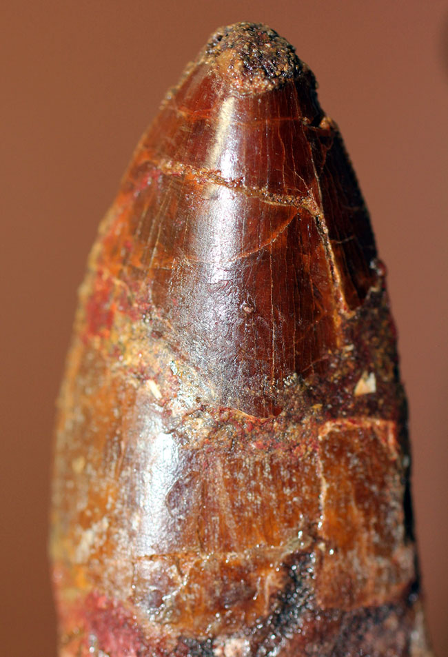 リーズナブルプライスにてご紹介!幅広い、太い!カルカロドントサウルス(Carcharodontosaurus)の歯化石(その8)