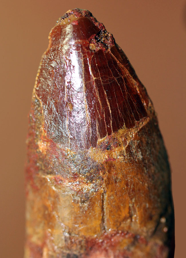 リーズナブルプライスにてご紹介!幅広い、太い!カルカロドントサウルス(Carcharodontosaurus)の歯化石(その9)