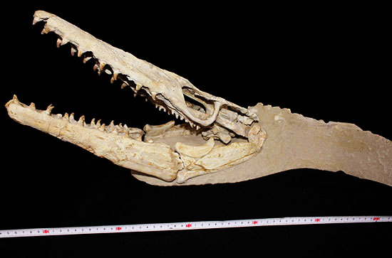 これぞ一生モノの最強コレクション！白亜紀の海竜モササウルス（ハリサウルス）の頚椎付き頭骨化石（その10）