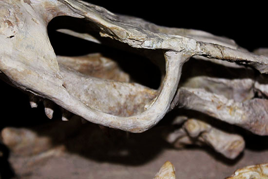 これぞ一生モノの最強コレクション！白亜紀の海竜モササウルス（ハリサウルス）の頚椎付き頭骨化石（その11）