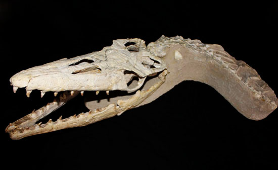 これぞ一生モノの最強コレクション！白亜紀の海竜モササウルス（ハリサウルス）の頚椎付き頭骨化石（その14）
