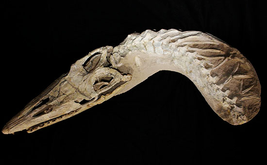 これぞ一生モノの最強コレクション！白亜紀の海竜モササウルス（ハリサウルス）の頚椎付き頭骨化石（その15）