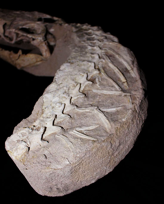 これぞ一生モノの最強コレクション！白亜紀の海竜モササウルス（ハリサウルス）の頚椎付き頭骨化石（その16）
