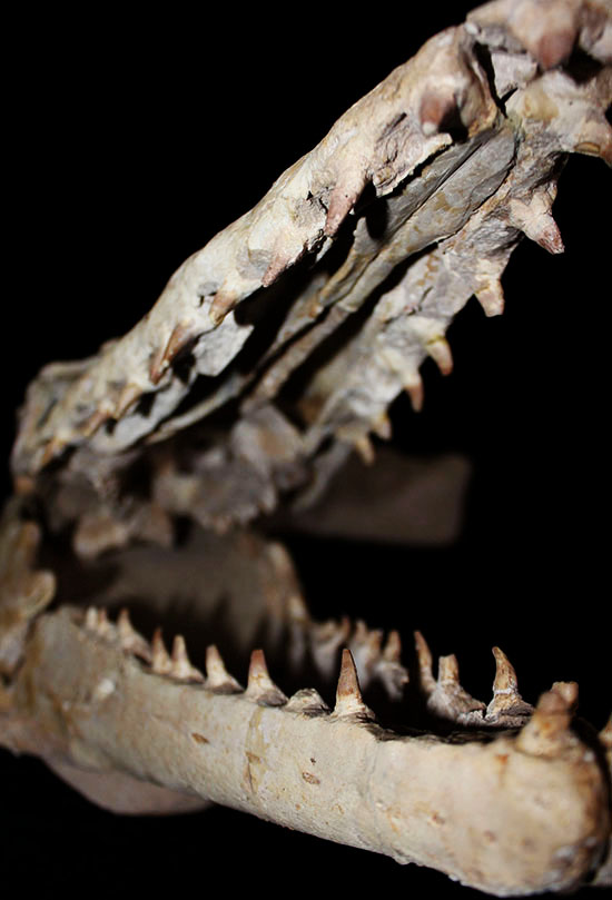 これぞ一生モノの最強コレクション！白亜紀の海竜モササウルス（ハリサウルス）の頚椎付き頭骨化石（その17）