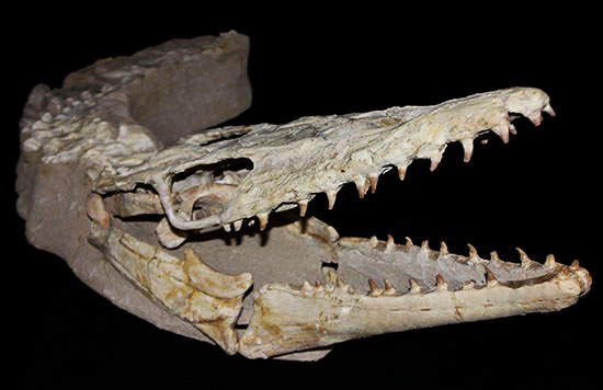 これぞ一生モノの最強コレクション！白亜紀の海竜モササウルス（ハリサウルス）の頚椎付き頭骨化石（その19）