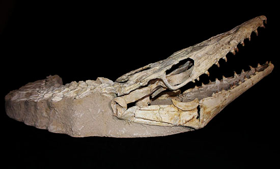 これぞ一生モノの最強コレクション！白亜紀の海竜モササウルス（ハリサウルス）の頚椎付き頭骨化石（その2）