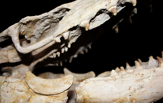 これぞ一生モノの最強コレクション！白亜紀の海竜モササウルス（ハリサウルス）の頚椎付き頭骨化石（その3）